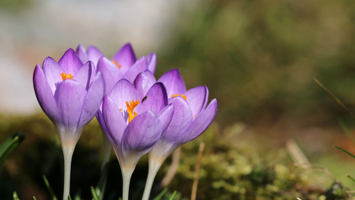 KROKUS